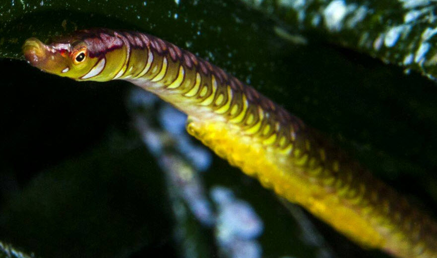 Nerophis maculatus_06